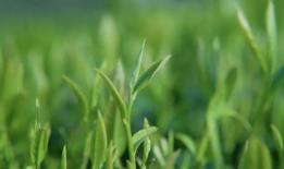 茶叶 短视频,短视频带你领略茶叶魅力之旅